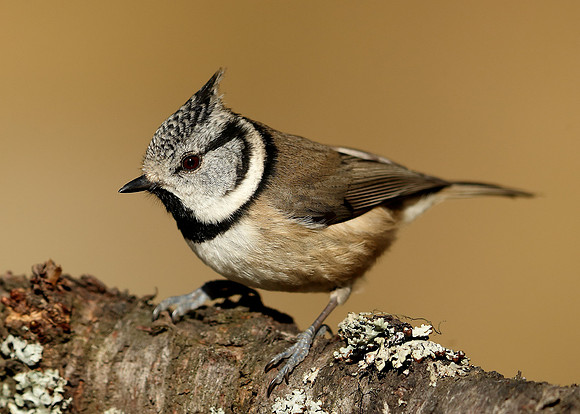 Crested Tit Lophophanes cristatus