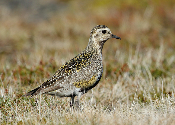 Golden Plover Pluvialis apricaria