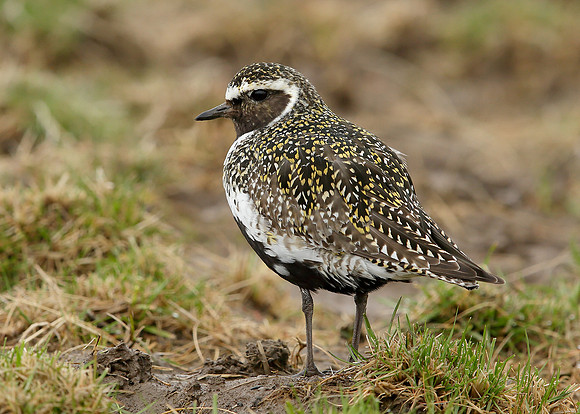 Golden Plover Pluvialis apricaria