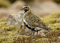 Golden Plover Pluvialis apricaria