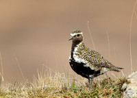 Golden Plover Pluvialis apricaria