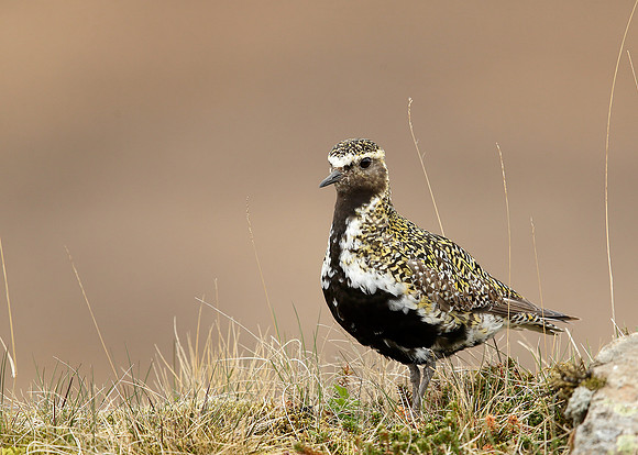 Golden Plover Pluvialis apricaria