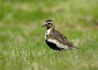 Golden Plover Pluvialis apricaria