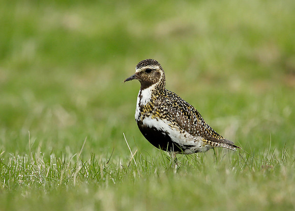 Golden Plover Pluvialis apricaria