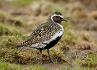 Golden Plover Pluvialis apricaria