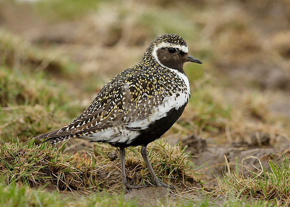 Golden Plover Pluvialis apricaria
