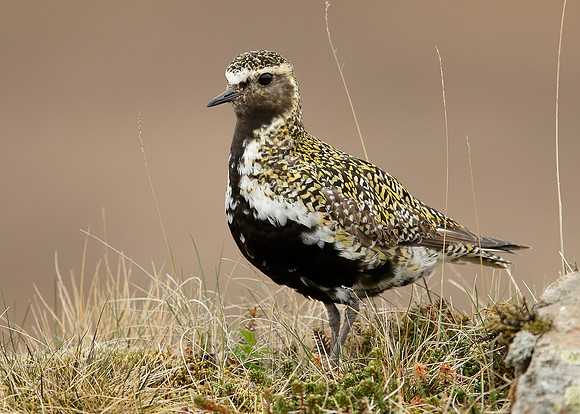 Golden Plover Pluvialis apricaria