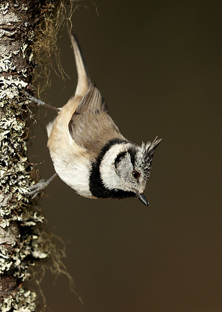 Crested Tit Lophophanes cristatus