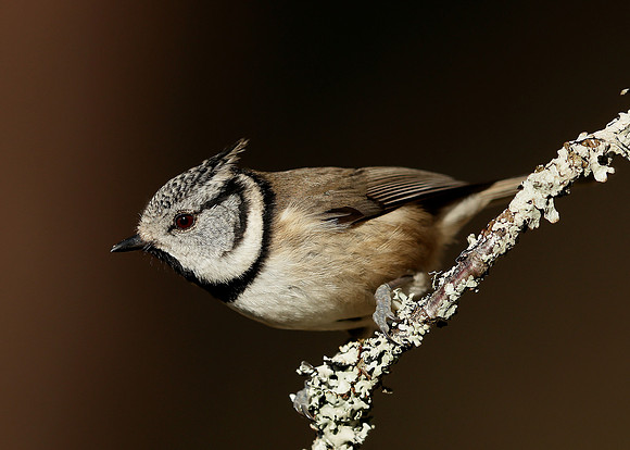 Crested Tit Lophophanes cristatus