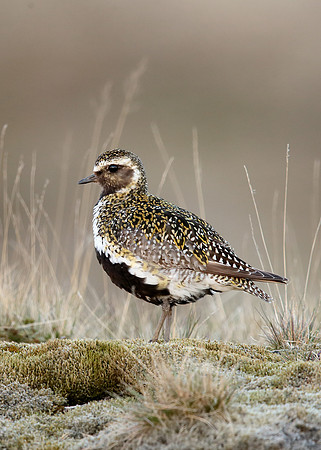 Golden Plover Pluvialis apricaria
