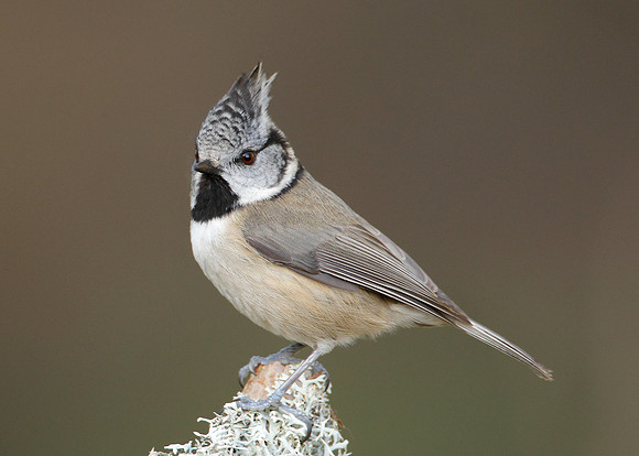 Crested Tit Lophophanes cristatus