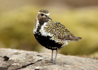 Golden Plover Pluvialis apricaria