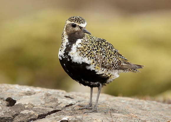 Golden Plover Pluvialis apricaria