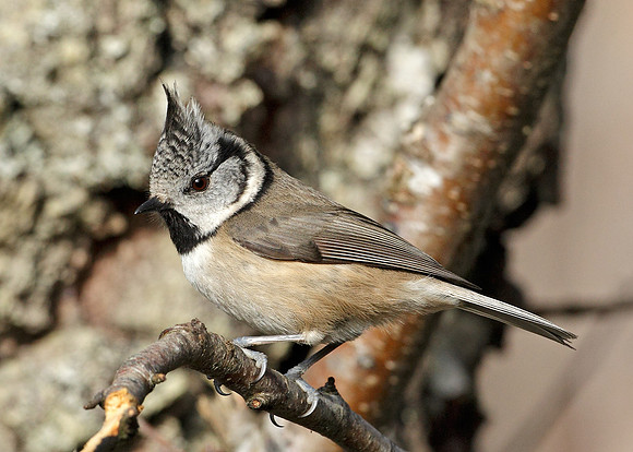 Crested Tit Lophophanes cristatus