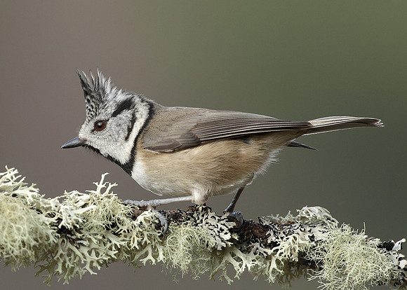 Crested Tit Lophophanes cristatus