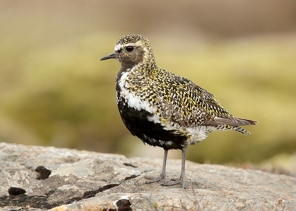 Golden Plover Pluvialis apricaria