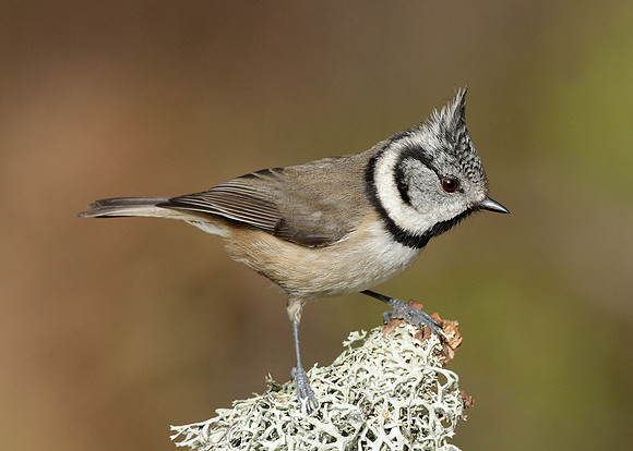 Crested Tit Lophophanes cristatus