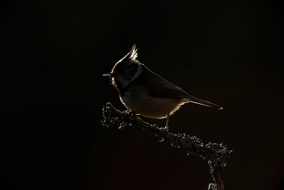 Crested Tit Lophophanes cristatus