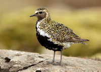 Golden Plover Pluvialis apricaria