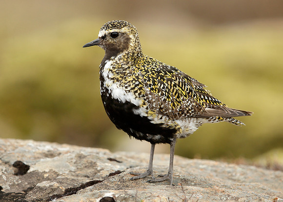 Golden Plover Pluvialis apricaria