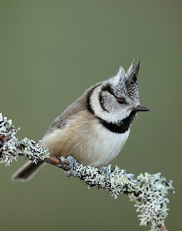 Crested Tit Lophophanes cristatus