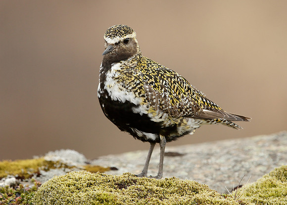 Golden Plover Pluvialis apricaria
