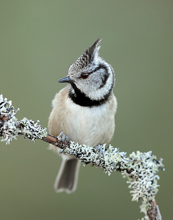 Crested Tit Lophophanes cristatus