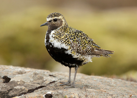 Golden Plover Pluvialis apricaria