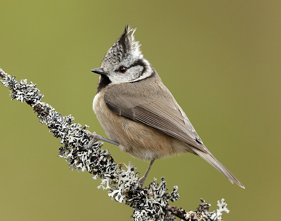 Crested Tit Lophophanes cristatus