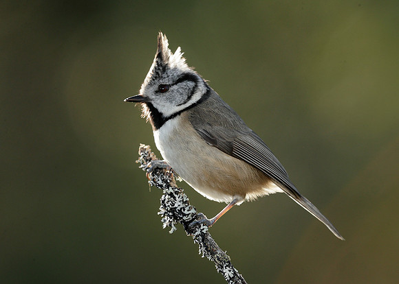 Crested Tit Lophophanes cristatus