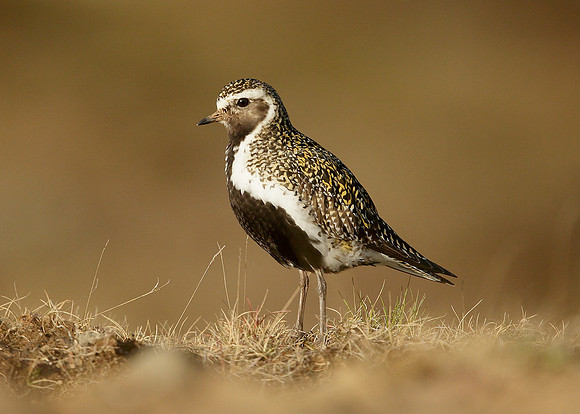 Golden Plover Pluvialis apricaria