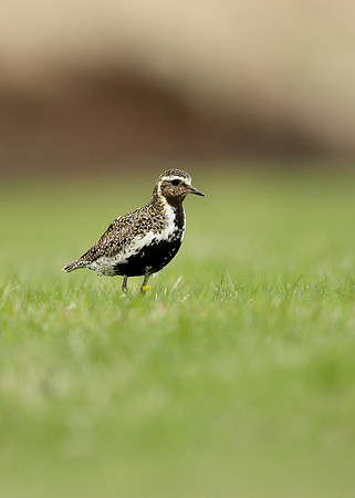 Golden Plover Pluvialis apricaria