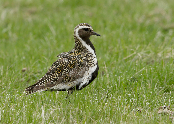 Golden Plover Pluvialis apricaria
