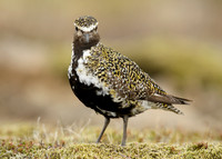 Golden Plover Pluvialis apricaria