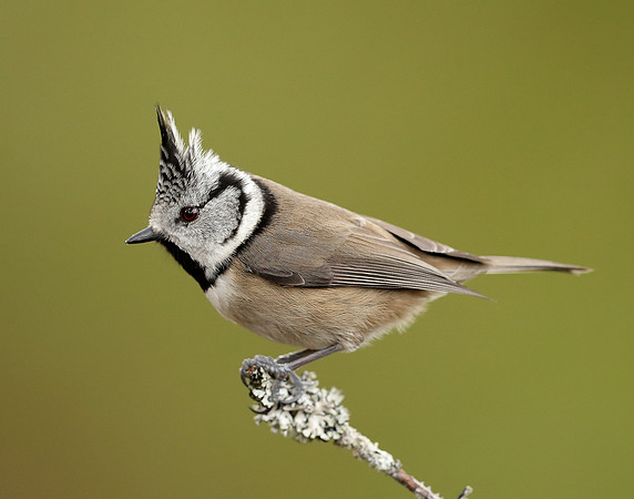 Crested Tit Lophophanes cristatus