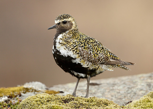 Golden Plover Pluvialis apricaria