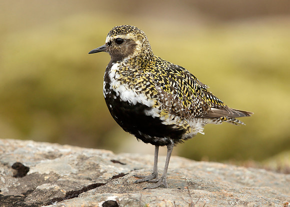 Golden Plover Pluvialis apricaria