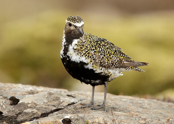 Golden Plover Pluvialis apricaria
