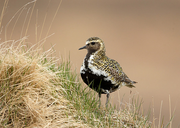 Golden Plover Pluvialis apricaria