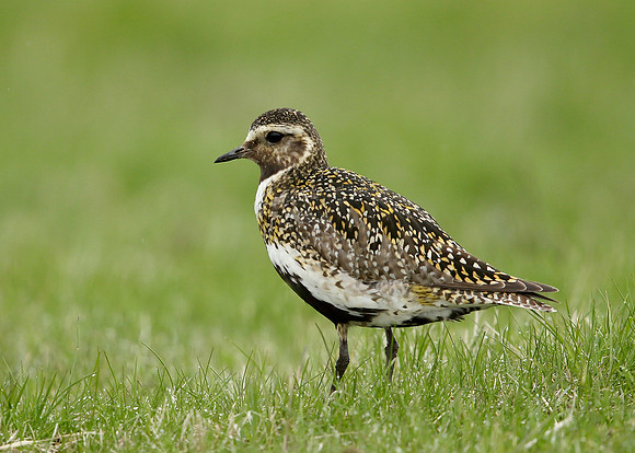 Golden Plover Pluvialis apricaria