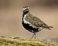 Golden Plover Pluvialis apricaria