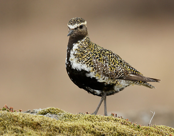 Golden Plover Pluvialis apricaria