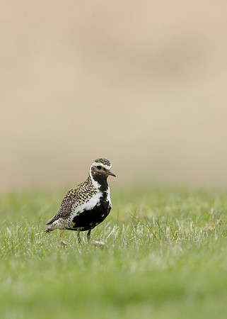 Golden Plover Pluvialis apricaria
