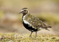 Golden Plover Pluvialis apricaria
