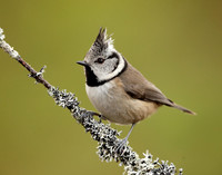 Crested Tit Lophophanes cristatus