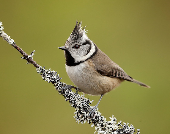 Crested Tit Lophophanes cristatus