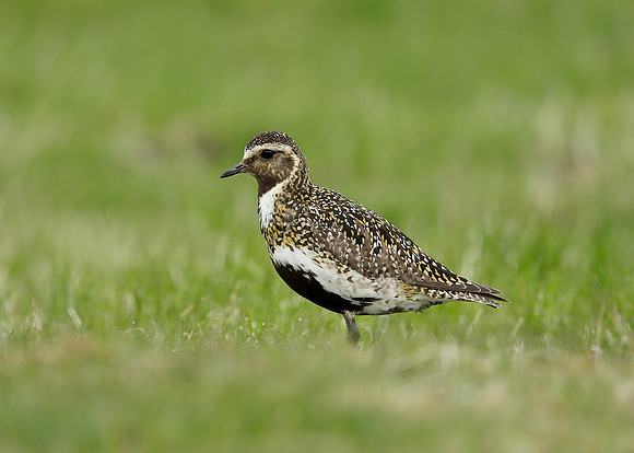 Golden Plover Pluvialis apricaria