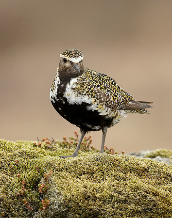 Golden Plover Pluvialis apricaria