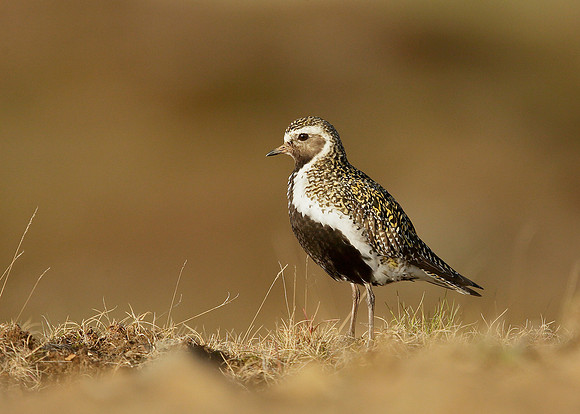 Golden Plover Pluvialis apricaria