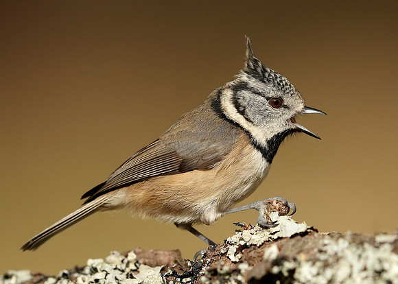 Crested Tit Lophophanes cristatus